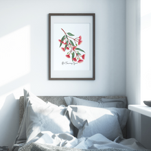 Load image into Gallery viewer, Red Flowering Gum Poster