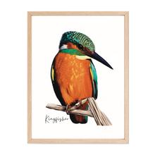 Load image into Gallery viewer, Kingfisher Poster