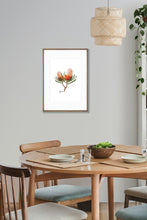 Load image into Gallery viewer, Banksia Flower Poster - Australiana Gifts Co