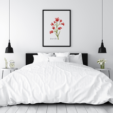 Load image into Gallery viewer, Kangaroo Paw Flower Poster - Australiana Gifts Co