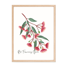 Load image into Gallery viewer, Red Flowering Gum Poster - Australiana Gifts Co