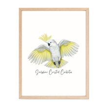 Load image into Gallery viewer, Sulphur Crested Cockatoo Poster - Australiana Gifts Co