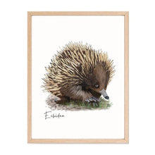 Load image into Gallery viewer, Charming &amp; Unique Australian Native Echidna Poster, Tote Bag &amp; Card Set - Australiana Gifts Co
