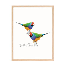 Load image into Gallery viewer, Vibrant &amp; Colourful Australian Native Gouldian Finch Poster, Scarf &amp; Card Set - Australiana Gifts Co
