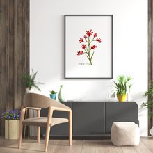 Load image into Gallery viewer, Kangaroo Paw Flower Poster

