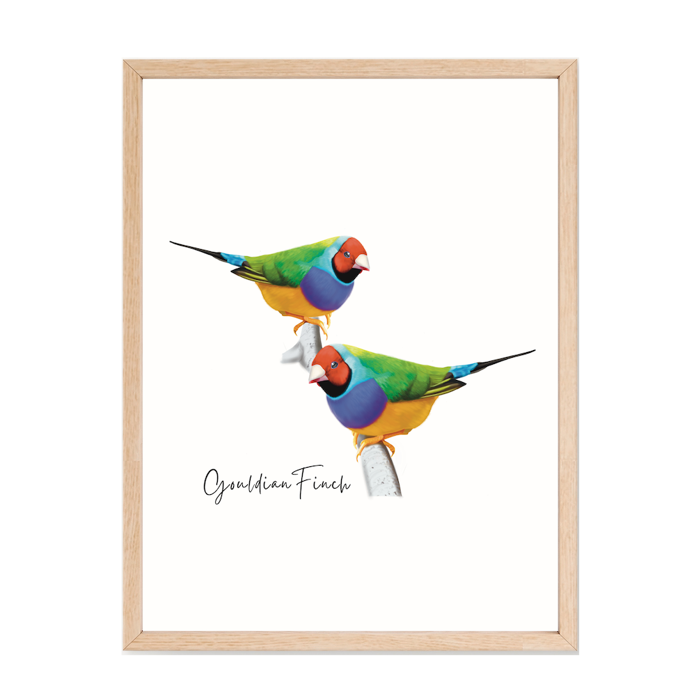 Gouldian Finch Poster