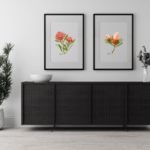 Load image into Gallery viewer, Banksia Flower Poster - Australiana Gifts Co
