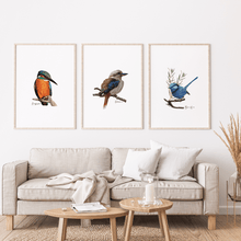 Load image into Gallery viewer, Blue Wren Poster - Australiana Gifts Co
