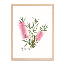 Load image into Gallery viewer, Bottlebrush Flower Poster | Pink - Australiana Gifts Co

