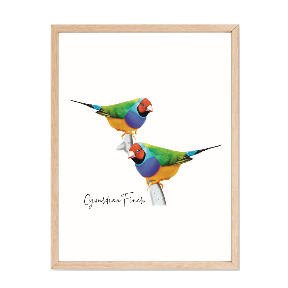 Gouldian Finch Poster - Australiana Gifts Co