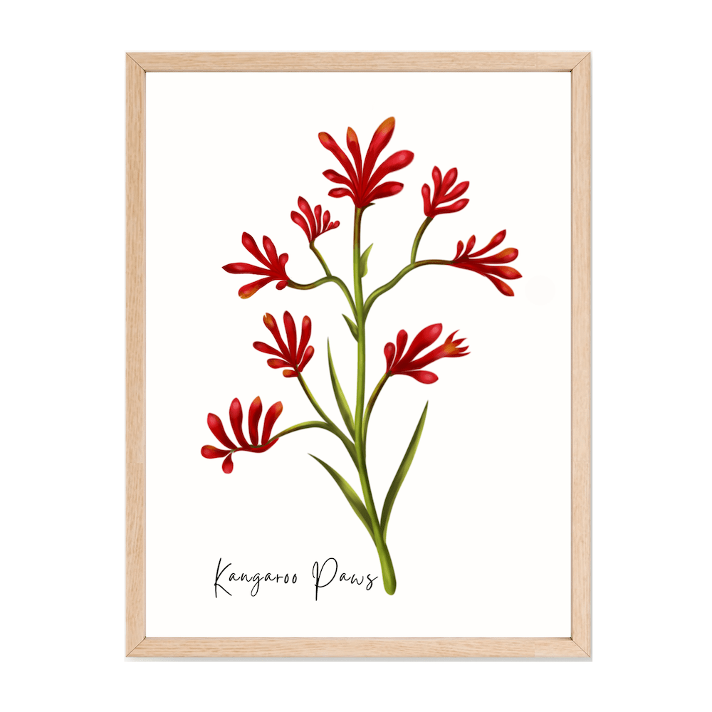 Kangaroo Paw Flower Poster - Australiana Gifts Co