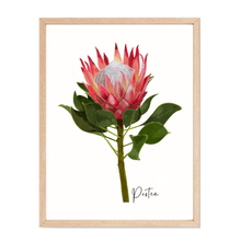 Load image into Gallery viewer, Protea Flower Poster - Australiana Gifts Co
