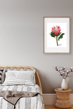 Load image into Gallery viewer, Protea Flower Poster - Australiana Gifts Co

