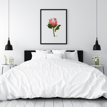 Load image into Gallery viewer, Protea Flower Poster - Australiana Gifts Co
