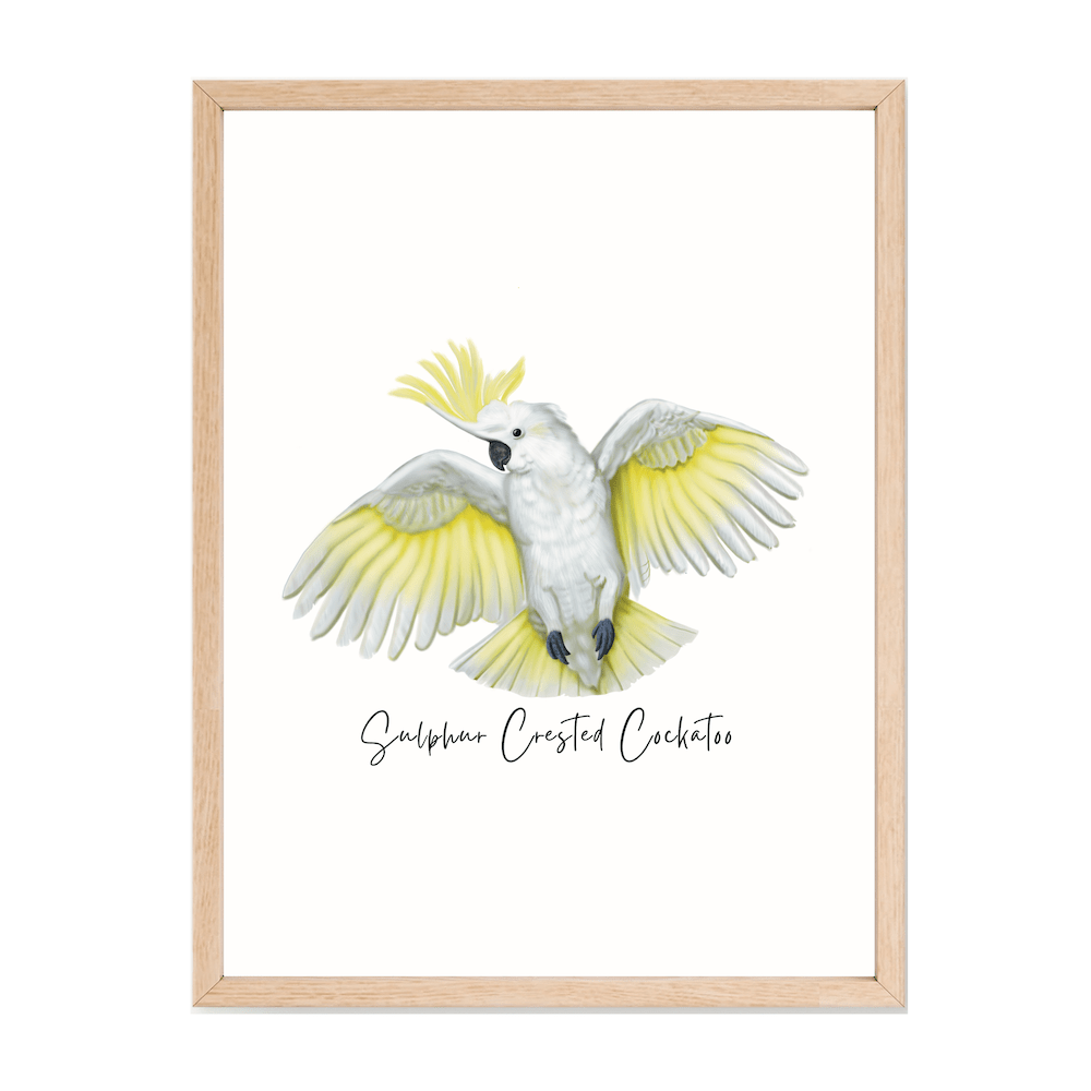 Sulphur Crested Cockatoo Poster - Australiana Gifts Co